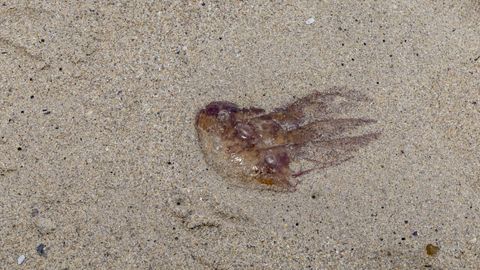 Un ejemplar de Pelagia noctiluca, en una imagen de archivo