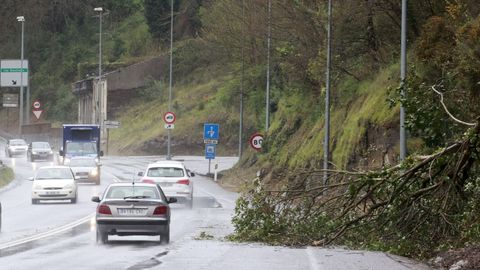 Ramas de un loureiro cortaron parte del carril de acceso del puente blanco a la N-VI en Lugo