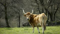 Vaca de raza cachena en un explotaci�n del entorno de Santiago