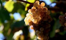 La denominaci�n apurar� la vendimia para evitar el impacto de la plaga.