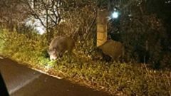 Jabal�es en la calle Celso Emilio Ferreiro de Ferrol