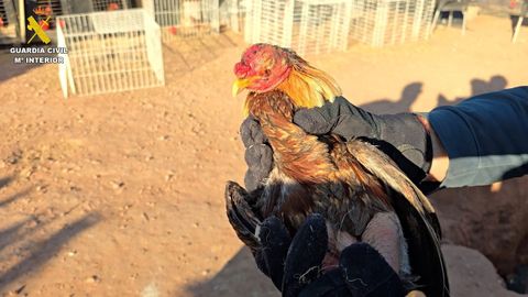 Localizados m�s de cien animales con s�ntomas de maltrato en Valencia