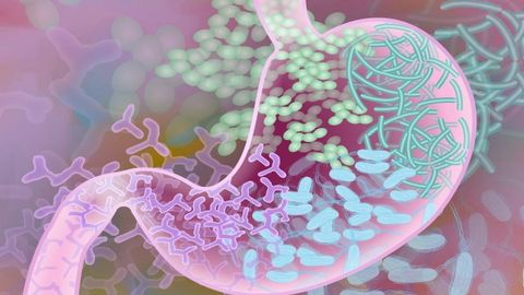 Recreaci�n del microbioma intestinal