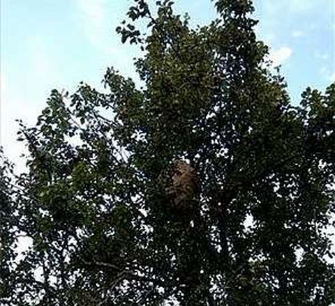 NIdo localizado el s�bado en Loiba, en lo alto de un eucalipto. 