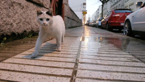 Un gato vagabundo, en una imagen de archivo.