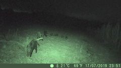 Las incursiones del jabal� se disparan en Barbanza