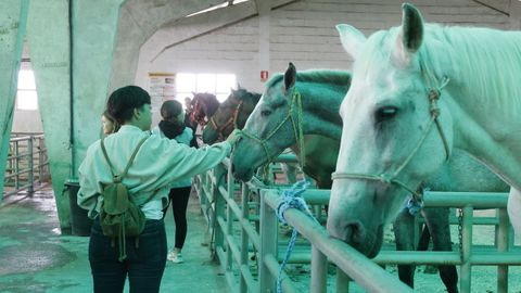 Feira do cabalo en Castro de Ribeiras de Lea.