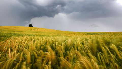 Nubes de tormenta sobre un campo de cereales en Ravensburg (Alemania)