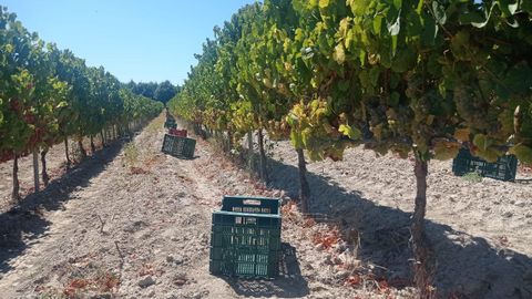 La bodega Castro de Lobarzan abri� la vendimia en Monterrei