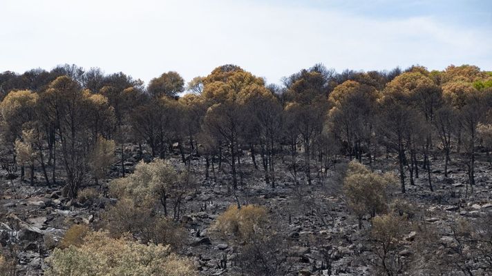 Vista de la zona quemada en la localidad de El Berrocal, en Huelva.