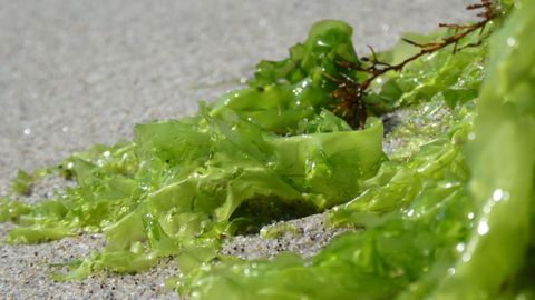 Macroalgas que se emplear�n para la elaboraci�n del pienso