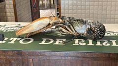 El restaurante Porto de Rinlo recibe como regalo un bogavante azul de m�s de nueve kilos
