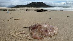 Medusas en la playa de Area Maior, en Muros