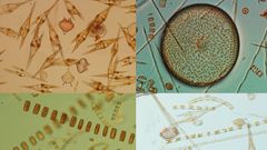 Cuatro especies de fitoplancton en la r�a de Vigo.