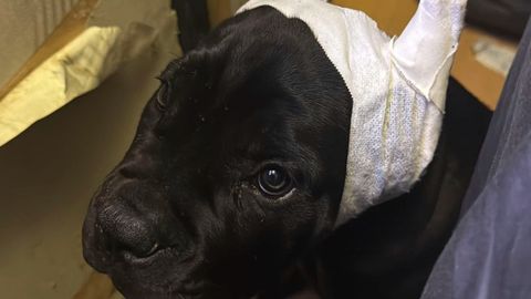 Imagen de uno de los cachorros afectados