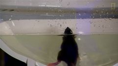 �C�mo llega una rata de alcantarilla a tu retrete?