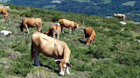 El vacuno de alta montaña es uno de los que se beneficia de la PAC.