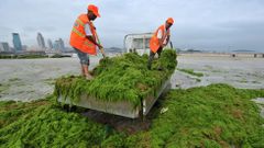 Trabajadores descargando algas en una f�brica en Qingdao (China).