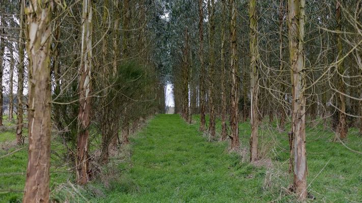 Plantaci&oacute;n de eucalipto en la parroquia de Labio (Lugo)