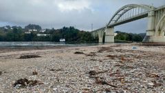 Fest�n de marisco para las gaviotas de O Pedrido, en Bergondo