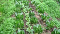 Cultivos de huerta en una explotacin de agricultura ecolgica en la Terra Ch