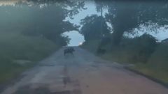 Dos ejemplares de jabal� cruzando un vial en Mazaricos.