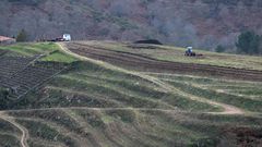 Ampliaci�n de los vi�edos en el entorno de la bodega Regina Viarum en el 2015