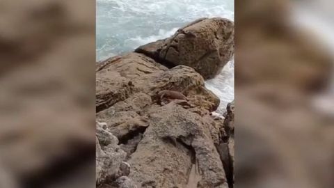 Una nutria aliment�ndose en Las Esclavas