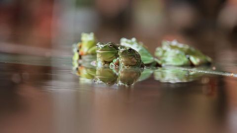 Ranas durante la carrera de ranas 