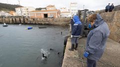 POR TIERRA Y POR MAR. Dos buceadores retiraron del fondo del muelle de Camelle ruedas, nasas y pl�sticos. Por tierra, en los alrededores, otros voluntarios recogieron los desperdicios.