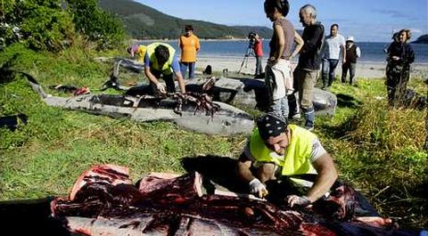 Personal del Cemma realiz� ayer las necropsias a los cet�ceos varados en el arenal de Arealonga.
