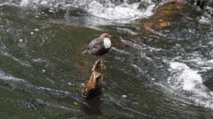 Fauna del tramo urbano del Cabe