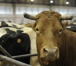 Concurrieron ayer a la feria 230 vacas de desvieje. 