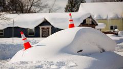 Buffalo cubierto de nieve