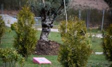 El olivo del fondo fue plantado recientemente. La placa de color rosa es una muestra para mascotas, la novedad, tambi�n incorporada no hace mucho al Bosque Animado. 