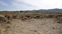Imagen de archivo de unas vacas pastando en un monte de Cualedro
