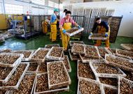 En agosto del pasado ejercicio llegaron cientos de kilos de almeja muerta de las bateas.