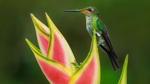 Un colibr sobre una Heliconia Wagneriana