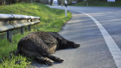 Imagen de un jabal� fallecido tras un accidente de tr�fico