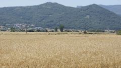 Terrenos dedicados a trigo en la comarca ourensana de A Limia 