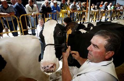 Jos� Luis Fern�ndez, de Ganader�a Fraga, en uno de los concursos morfol�gicos celebrados en Lal�n.