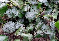 Kiwis da�ados por las �ltimas tormentas en la zona de Doade