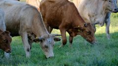 Imagen de unas vacas pastando