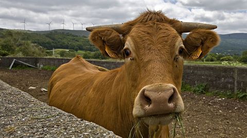 Vaca de raza rubia galega, en imagen de archivo