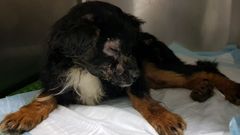 Marcos est� listo para ser adoptado.El peque�o Marcos ya recuperado