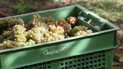 Una caja de uvas de la �ltima vendimia en O Saln�s