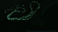 Espermatozoides marcados con prote�na fluorescente verde en el �rgano de almacenamiento de esperma de una mosca de la fruta hembra (Drosophila)