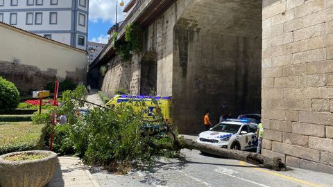 El árbol que cayó sobre la turista en la zona de As Burgas