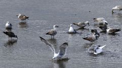 Un grupo de gaviotas 