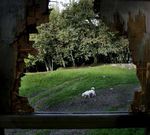 Los carteles de informaci�n est�n rotos; el lugar se ha convertido en un perfecto aliviadero canino.